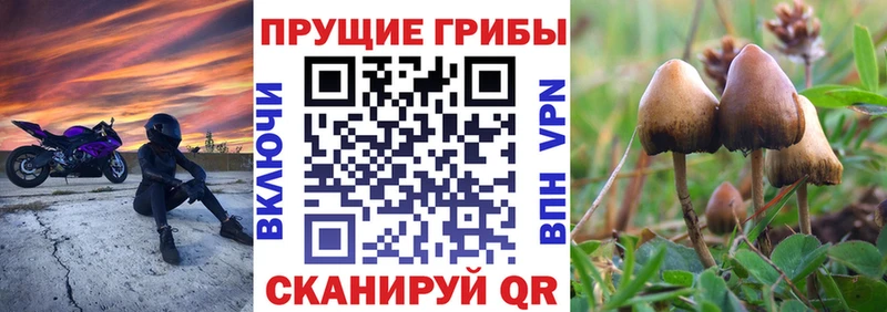 Псилоцибиновые грибы GOLDEN TEACHER  Ставрополь 